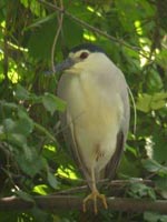 Parco di Monza is hosting specimen of night heron, that is a medium-sized heron nesting on trees near rivers