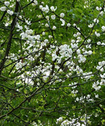 Blackthorn, Prunus spinosa (Rosaceae)