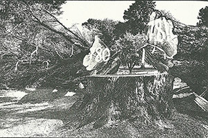 taglio alberi al Albert Park di Melbourne