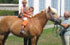 il cavallo magico