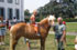 quanti giri sul cavallo fatato
