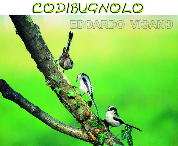 codibugnolo