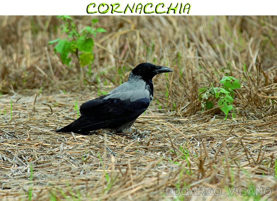 cornacchia