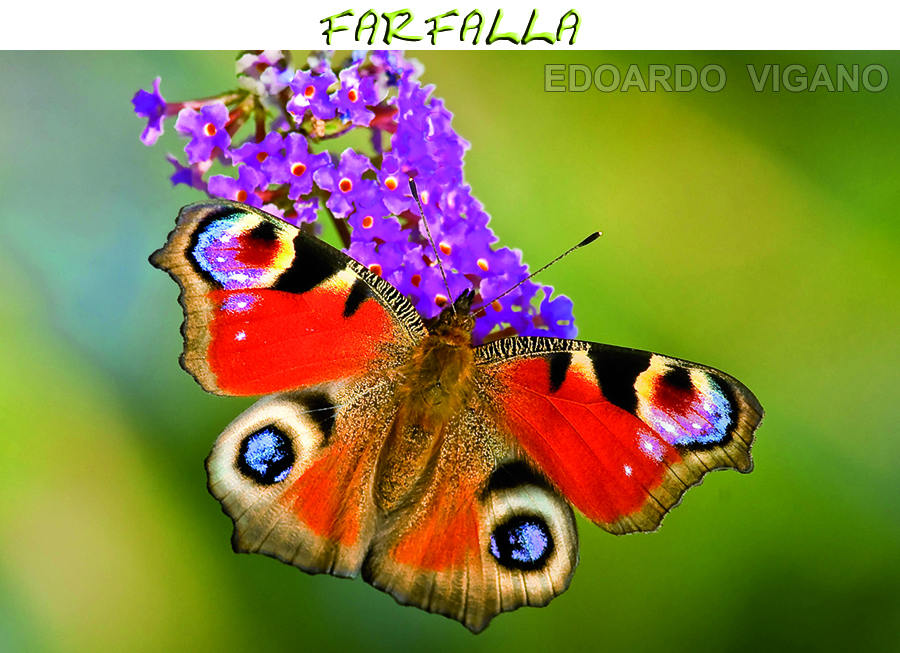 farfalla