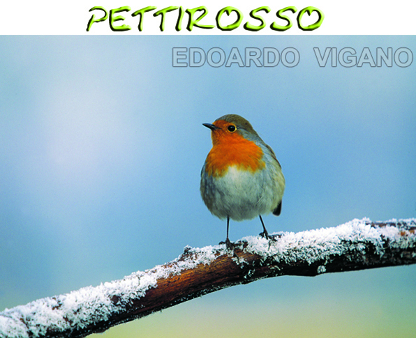 pettirosso