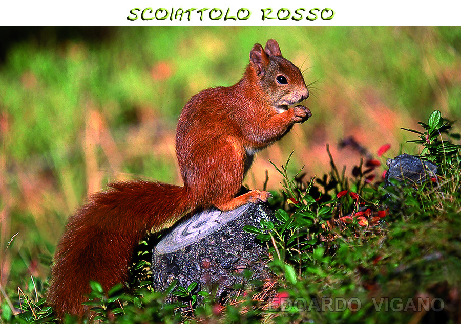 scoiattolo rosso