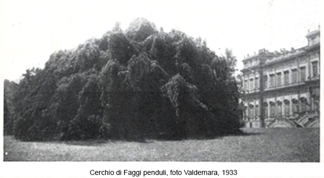 Cerchio di Faggi penduli, foto Valdemara, 1933